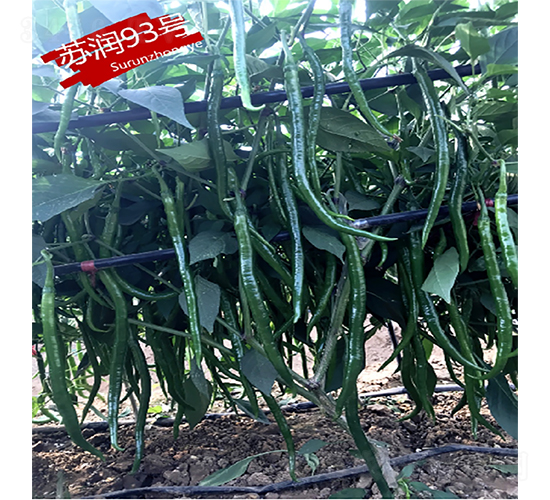 �K��93̖-�����N��-�K���N�I(y��)