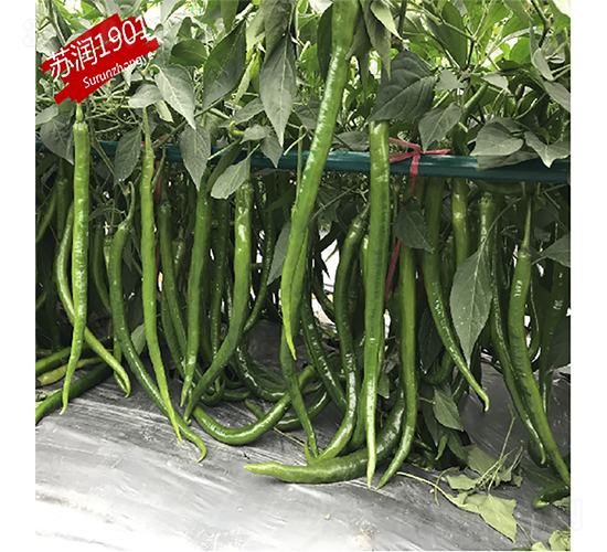 �K��(r��n)1901-�����N��-�K��(r��n)�N�I(y��)