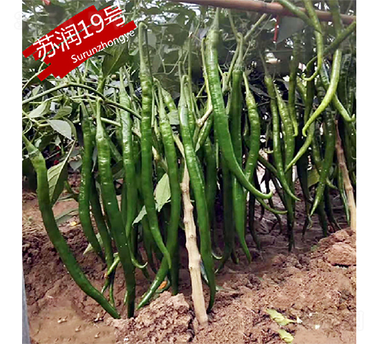 �K��19̖-�����N��-�K���N�I(y��)