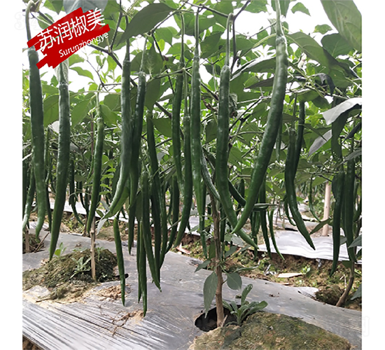 �K������-�����N��-�K���N�I(y��)