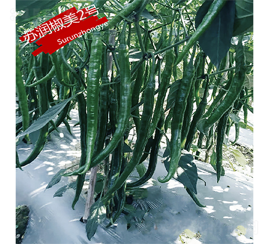 �K��(r��n)����2̖(h��o)-�����N��-�K��(r��n)�N�I(y��)