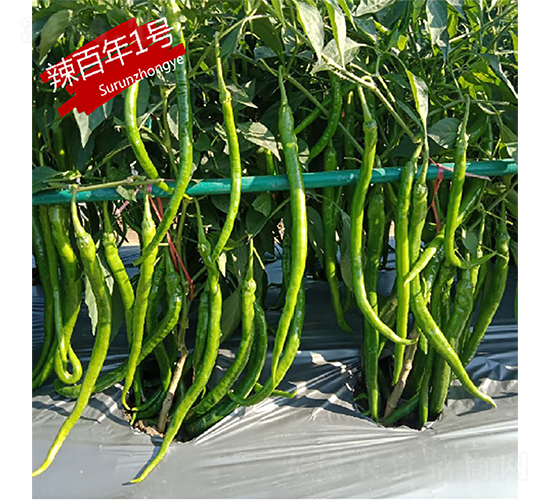 ������1̖(h��o)-�����N��-�K���N�I(y��)