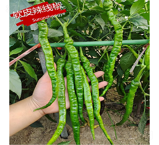 ܛƤ������-�����N��-�K��(r��n)�N�I(y��)