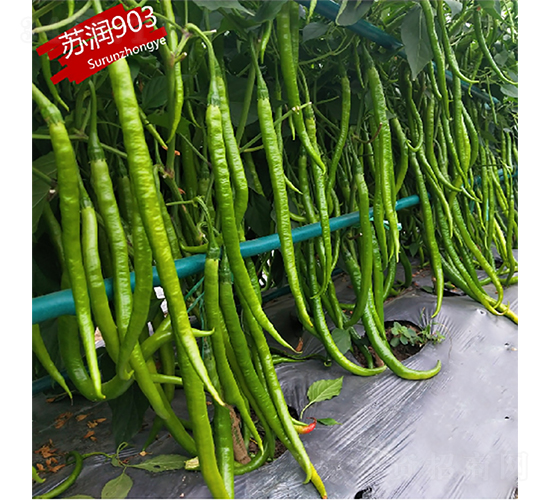 �K��903-�����N��-�K���N�I(y��)