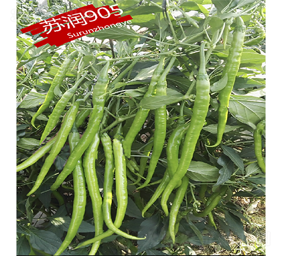 �K��(r��n)905-�����N��-�K��(r��n)�N�I(y��)