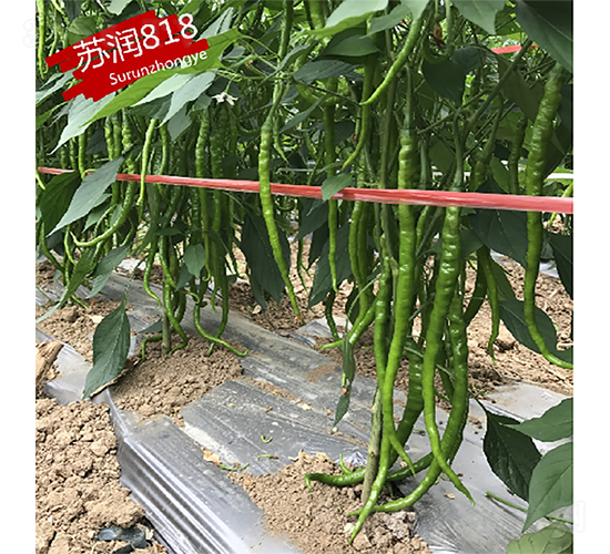 �K��818-�����N��-�K���N�I(y��)