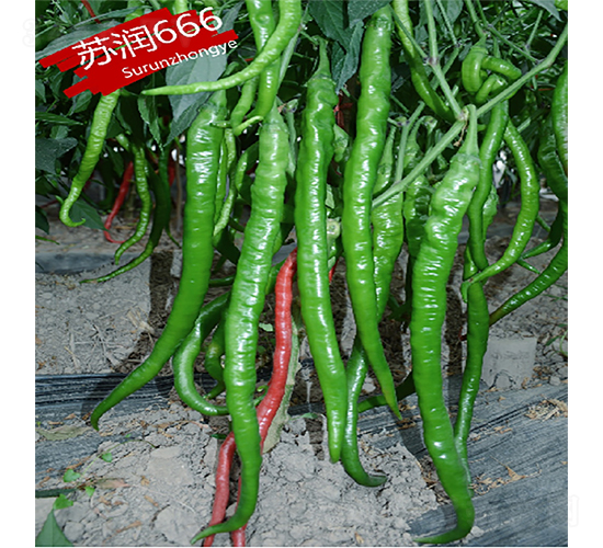 �K��666-�����N��-�K���N�I(y��)