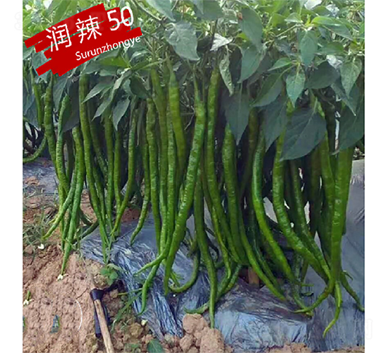 ����50-�����N��-�K���N�I(y��)