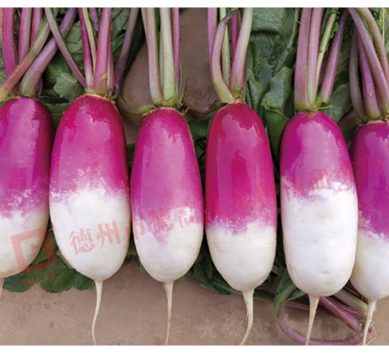 һ�c�t�}��-RS60-�}���N��-�¸߷N�I(y��)