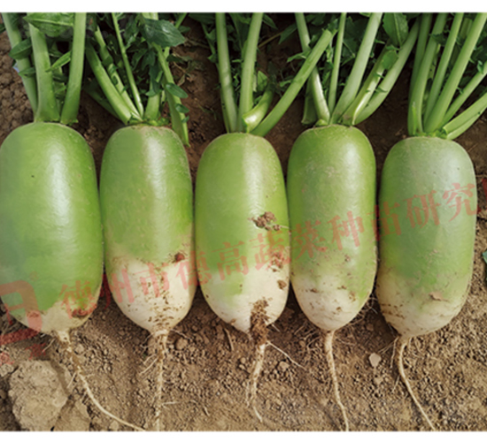 �S�GƤ�}��-�¸߄ٌ��}-�}���N��-�¸߷N�I(y��)