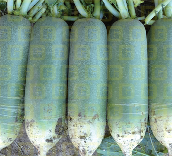 ���}��-�¸�R18-�}���N��-�¸߷N�I(y��)