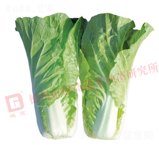 �~ɫ�Gɫ���-�¸��P�-��˷N��-�¸߷N�I(y��)