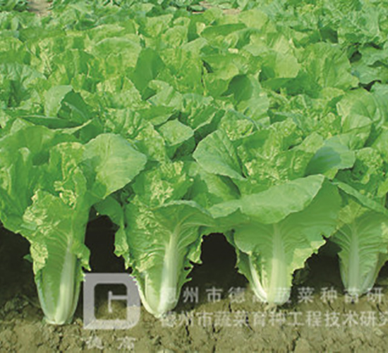 �~ɫ�S�G���-�¸�536-��˷N��-�¸߷N�I(y��)