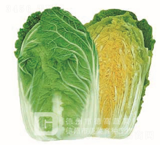 �S�İײ�-�S��-��ײ˷N��-�¸߷N�I(y��)