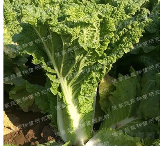 �F���t�ײ�-���O��3̖-��ײ˷N��-�¸߷N�I(y��)