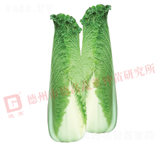 ��ѿ�B��-�¸�S747-��ײ˷N��-�¸߷N�I(y��)