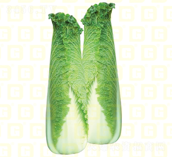 龍芽紹菜-德高龍福7號-大白菜種子-德高種業(yè)