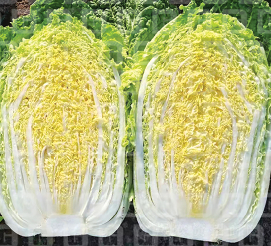 抗根腫病春白菜-德高A126-大白菜種子-德高種業(yè)