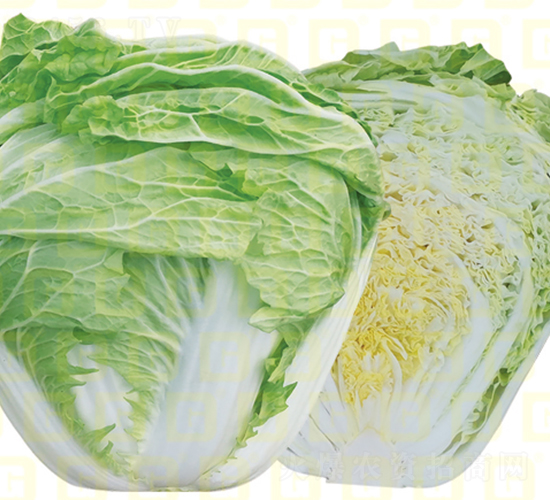 ������ײ�-�¸�VRС��-��ײ˷N��-�¸߷N�I(y��)