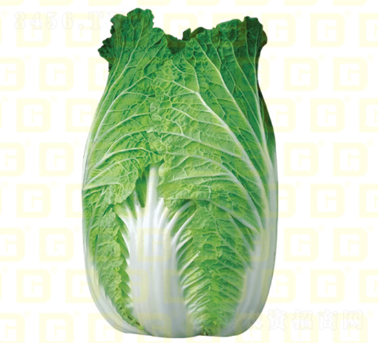 秋中熟白菜-德高7號-大白菜種子-德高種業(yè)