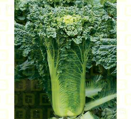 �����~���-�¸�707-��ײ˷N��-�¸߷N�I(y��)