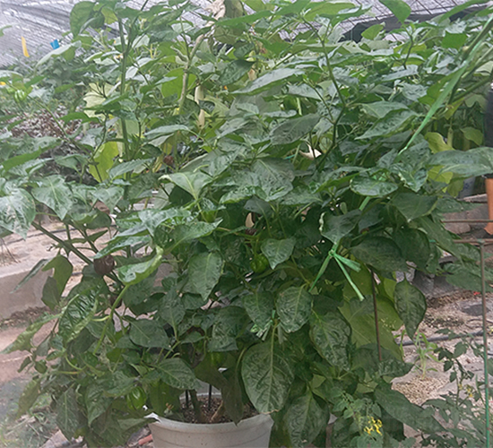 辣椒樹(shù)-辣椒種子-魯壽