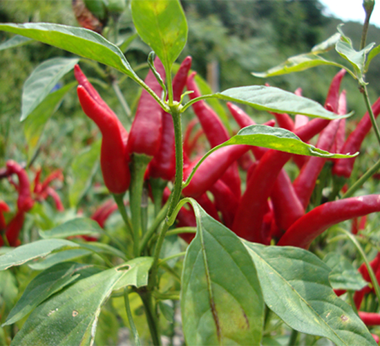 ���콷-�����N��-����