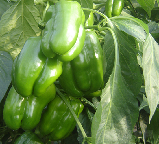 ̫�ս����F-�����N��-����