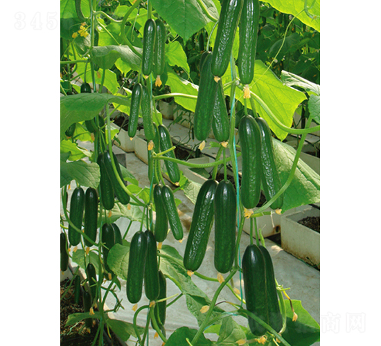 �G��9006-�S�ϷN��-����