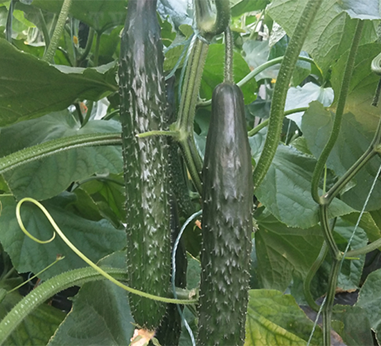 ��(qi��ng)��519C-�S�ϷN��-����