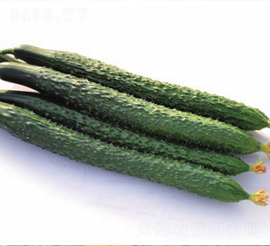 強生719-黃瓜種子-魯壽