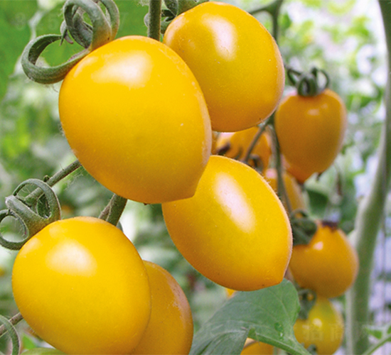 ��¶-���ѷN��-����