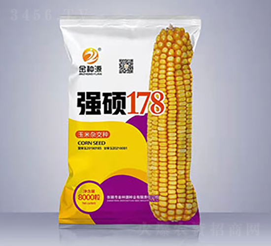 強碩178-玉米種子-金種源