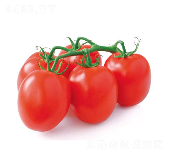 �ŵ���-ʥŮ���N��-�c�l(f��)��ʢ