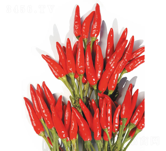 ���1̖-���콷�N��-�c�l(f��)��ʢ