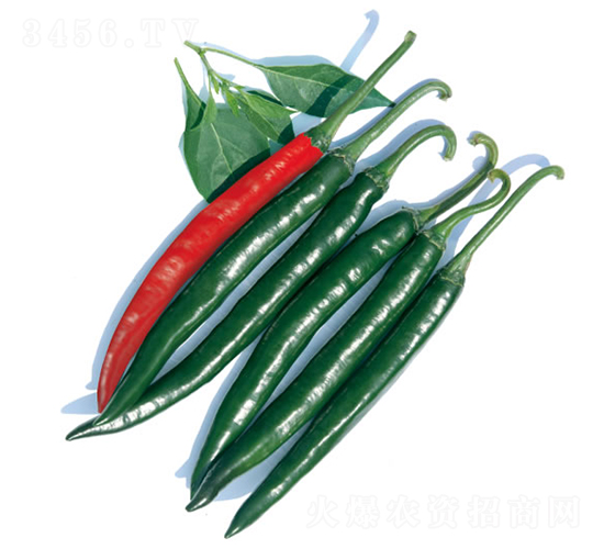 ���_˹-�����N��-�c�l(f��)��ʢ