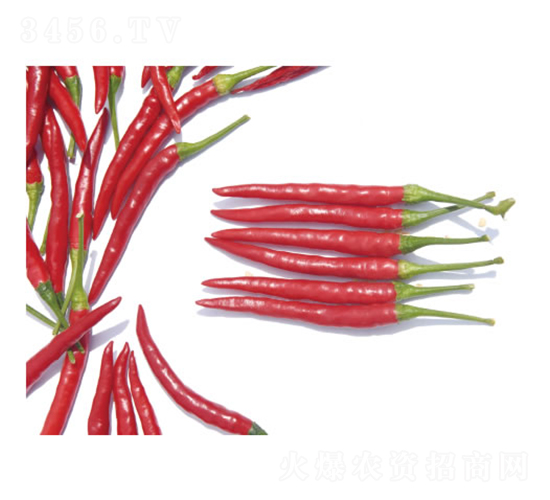 ���3̖-�����N��-�c�l(f��)��ʢ