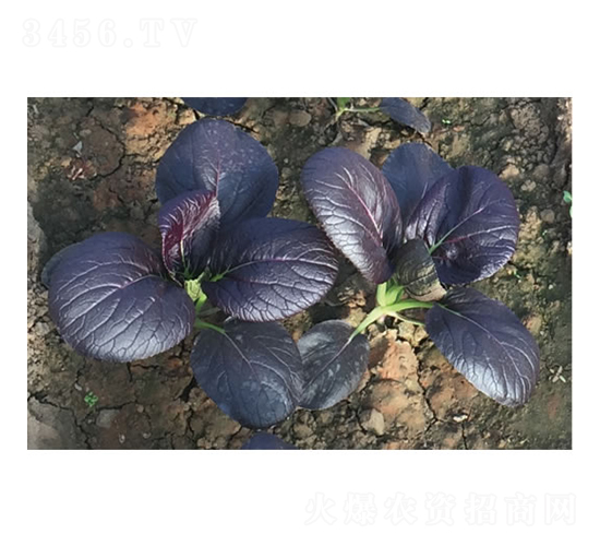 慶紫一號(hào)-小白菜種子-慶發(fā)禾盛