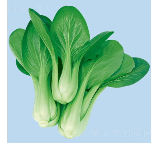潤夏快菜-小白菜種子-慶發(fā)禾盛