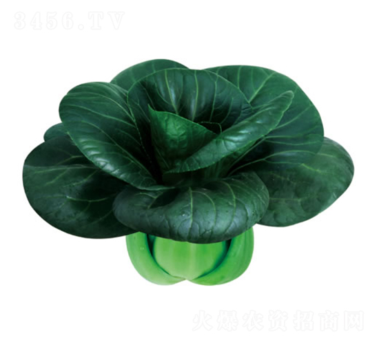 蘇州青-小白菜種子-慶發(fā)禾盛