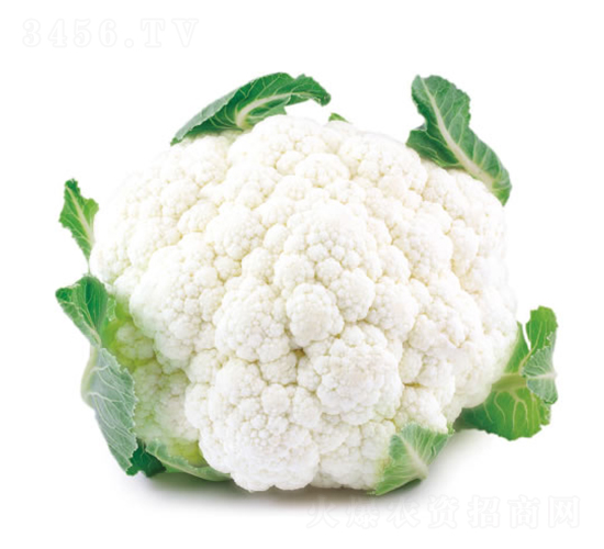 慶花55天-花椰菜種子-慶發(fā)禾盛