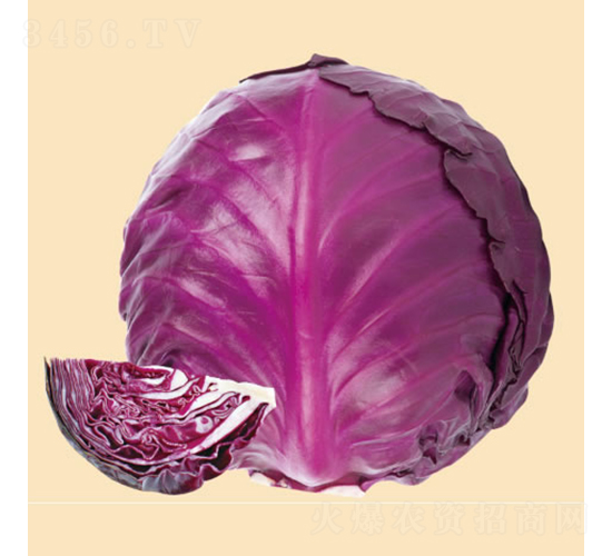 紫皇后65天-甘藍種子-慶發(fā)禾盛