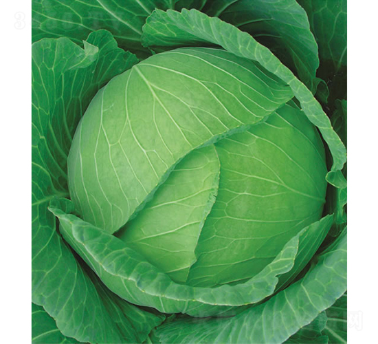 慶甘75天-甘藍種子-慶發(fā)禾盛