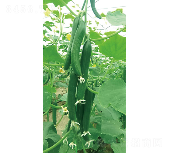 �c�n27-�S�ϷN��-�c�l(f��)��ʢ