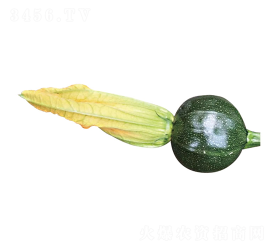 ����-�����J�N��-�c�l(f��)��ʢ