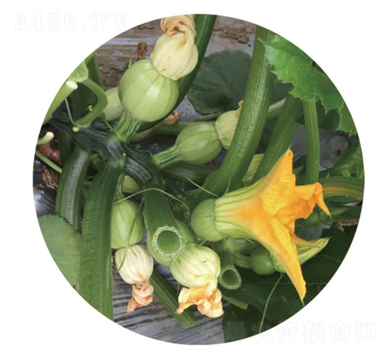 С�޵�-�����J�N��-�c�l(f��)��ʢ