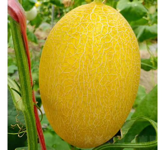 ����-��ϷN��-�c�l(f��)��ʢ