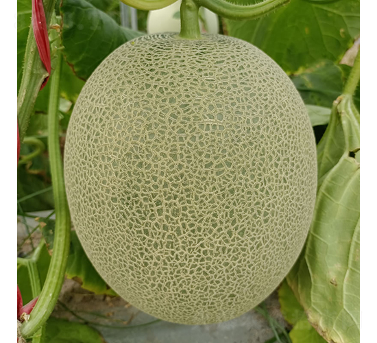 �G��-��ϷN��-�c�l(f��)��ʢ