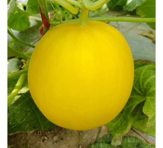 ��ؐ-��ϷN��-�c�l(f��)��ʢ