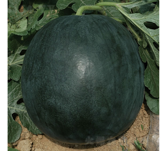 �c��1̖-���ϷN��-�c�l(f��)��ʢ